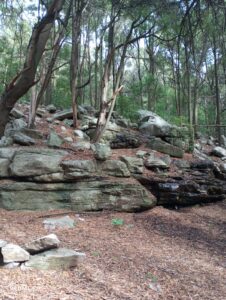 CAMINATAS EN ENTORNOS NATURALES | RINCON GRANDE | 2026
